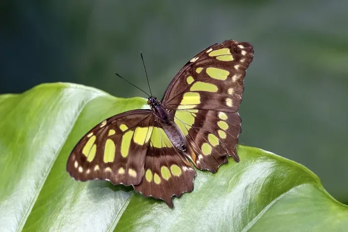 Framed Print : Malachite butterfly (Siproeta stelenes) on a plant leaf Framed Print : Malachite butterfly (Siproeta stelenes) on a plant leaf