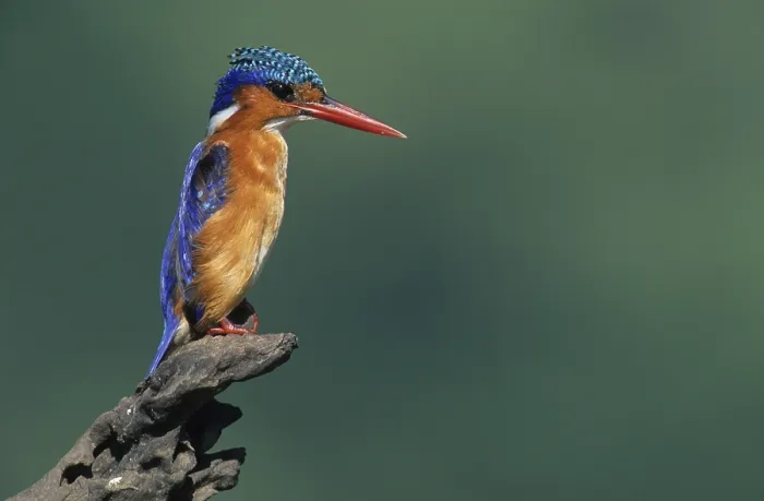Framed Print : Malachite Kingfisher (Alcedo cristata) Framed Print : Malachite Kingfisher (Alcedo cristata)