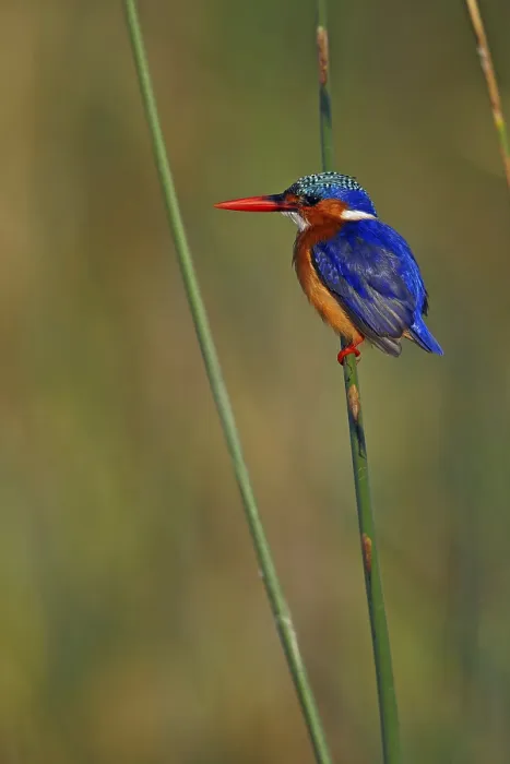 Framed Print : Malachite malachite kingfisher (Alcedo cristata) adult