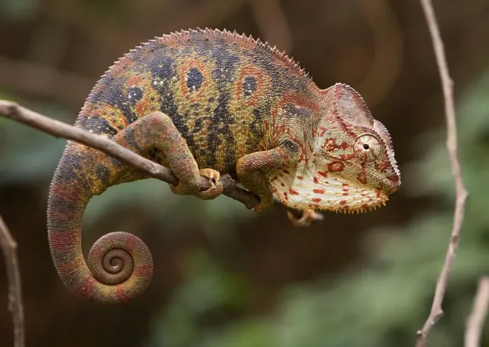 Framed Print : Malagasy giant chameleon (Furcifer oustaleti)