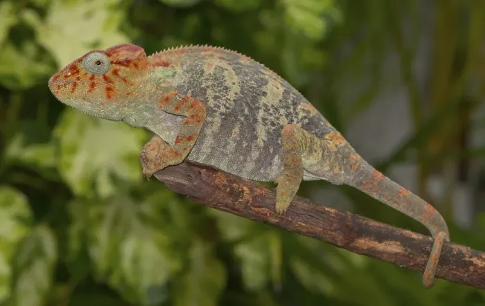 Framed Print : Malagasy giant chameleon or Oustalets's chameleon (Furcifer oustaleti) on branch Framed Print : Malagasy giant chameleon or Oustalets's chameleon (Furcifer oustaleti) on branch