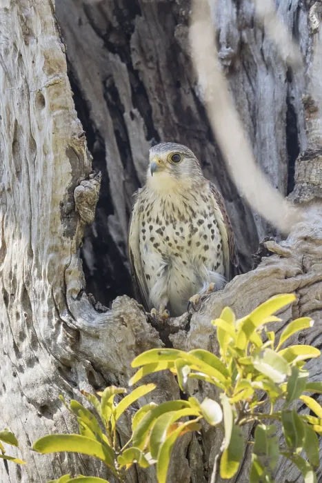 Framed Print : Malagasy kestrel (Falco newtoni) in a hollow tree Framed Print : Malagasy kestrel (Falco newtoni) in a hollow tree