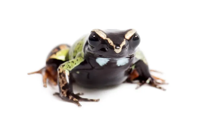 Framed Print : Malagasy painted mantella, Mantella madagascariensis Framed Print : Malagasy painted mantella, Mantella madagascariensis