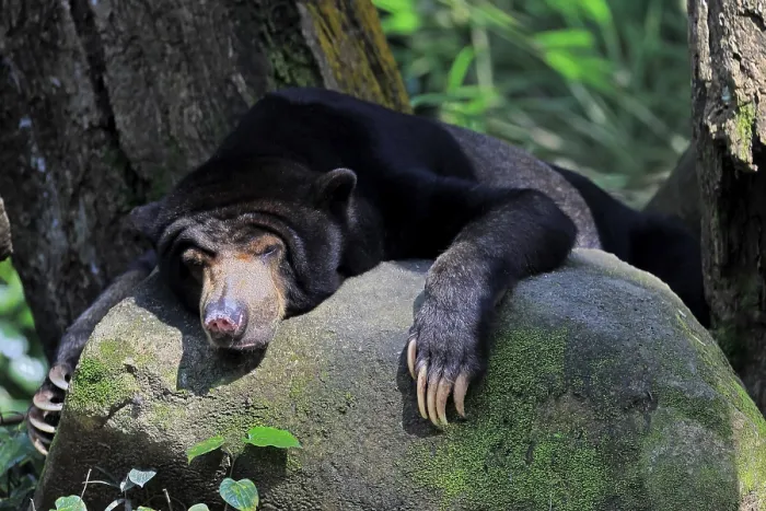 Framed Print : Malayan bear (Helarctos malayanus), adult, alert Framed Print : Malayan bear (Helarctos malayanus), adult, alert