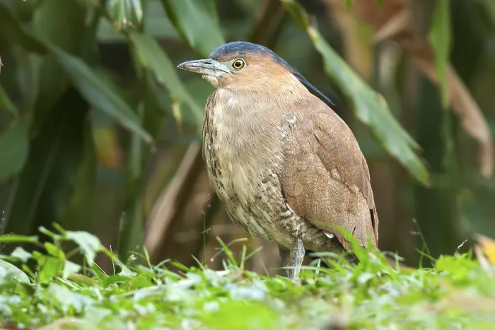 Framed Print : Malayan Night Heron (Gorsachius melanolophus)