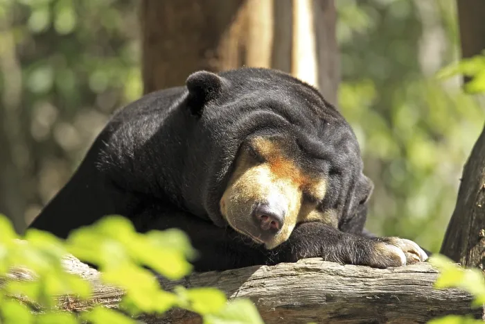 Framed Print : Malayan sun bear (Helarctos malayanus)