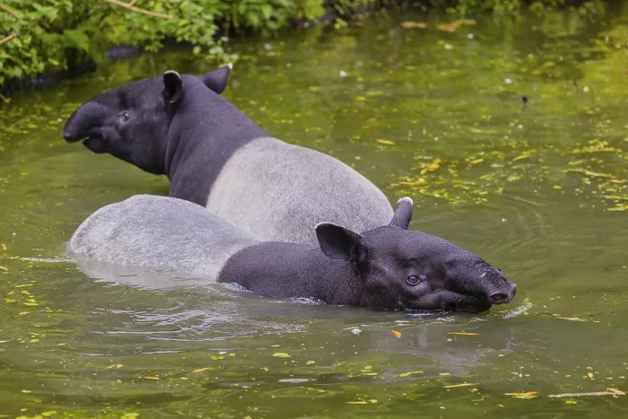 Framed Print : Two Malayan tapir (Acrocodia indica) Framed Print : Two Malayan tapir (Acrocodia indica)