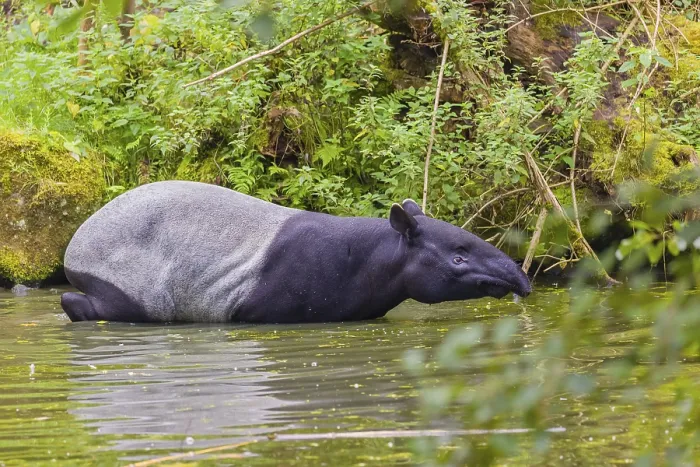 Framed Print : A Malayan tapir (Acrocodia indica) slowly enters the shallow water of a river