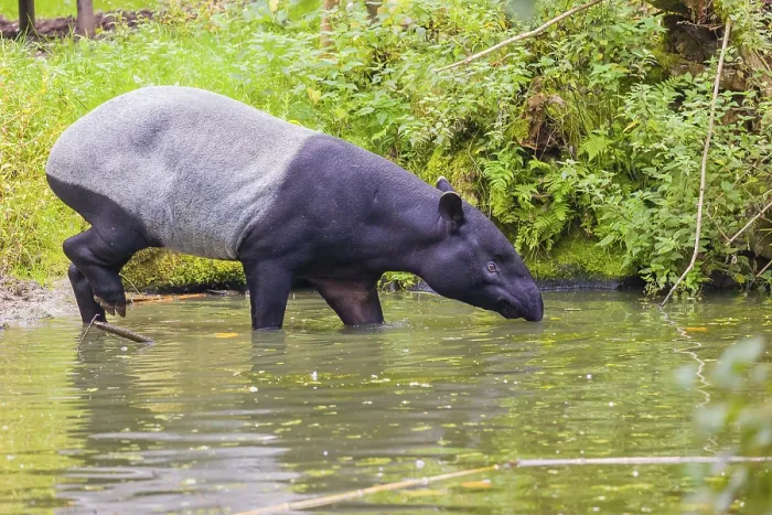 Framed Print : A Malayan tapir (Acrocodia indica) slowly enters the shallow water of a river