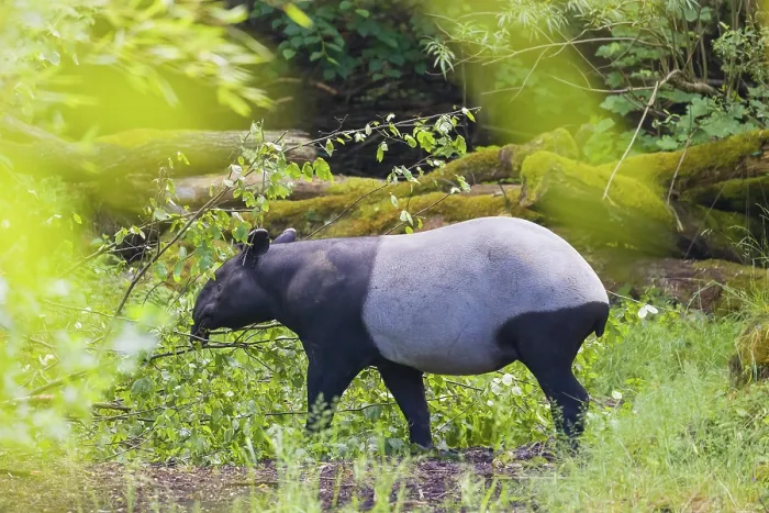 Framed Print : A Malayan tapir (Acrocodia indica) stands hidden in dense undergrowth looking for food