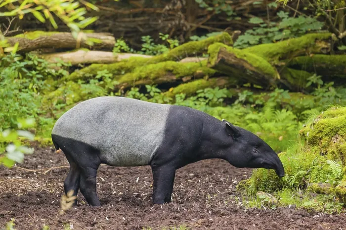 Framed Print : A Malayan tapir (Acrocodia indica) stands in a small clearing looking for food