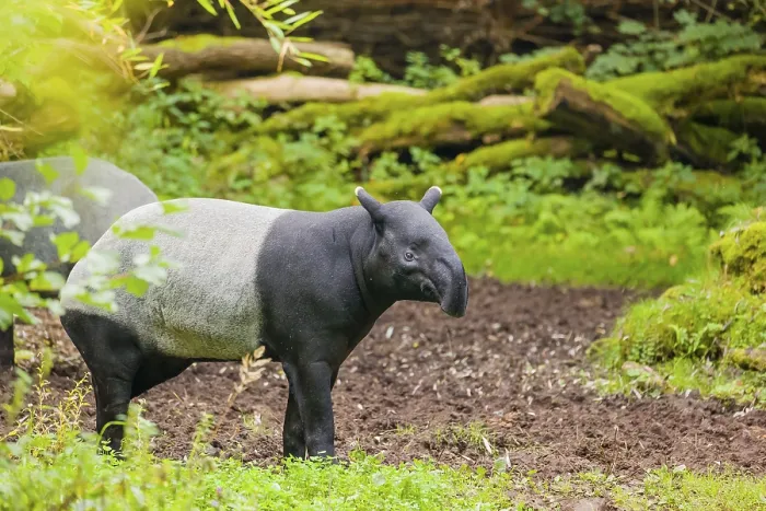 Framed Print : A Malayan tapir (Acrocodia indica) stands in a small forest clearing Framed Print : A Malayan tapir (Acrocodia indica) stands in a small forest clearing
