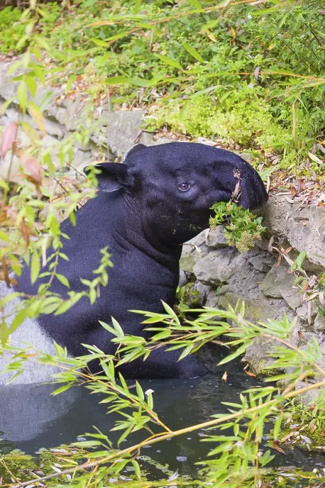 Framed Print : A Malayan tapir (Acrocodia indica) swims in a river and eats from the dense riparian vegetation