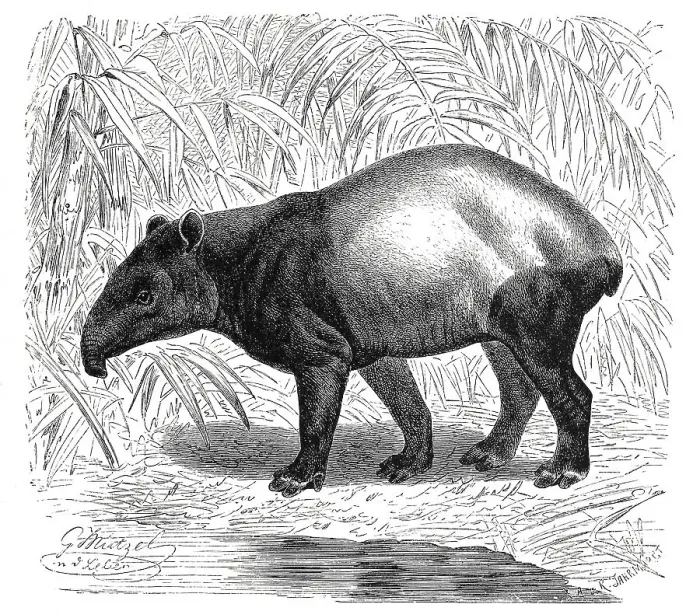 Framed Print : Malayan tapir, also called Asian tapir Framed Print : Malayan tapir, also called Asian tapir