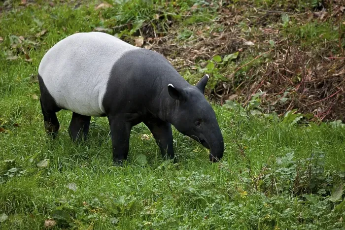 Framed Print : Malayan Tapir (tapirus indicus), Adult Framed Print : Malayan Tapir (tapirus indicus), Adult