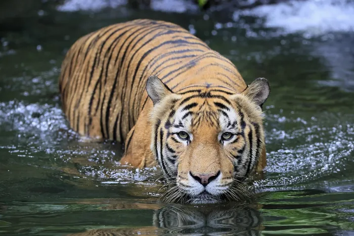 Framed Print : Malaysia tiger (Panthera tigris jacksoni)