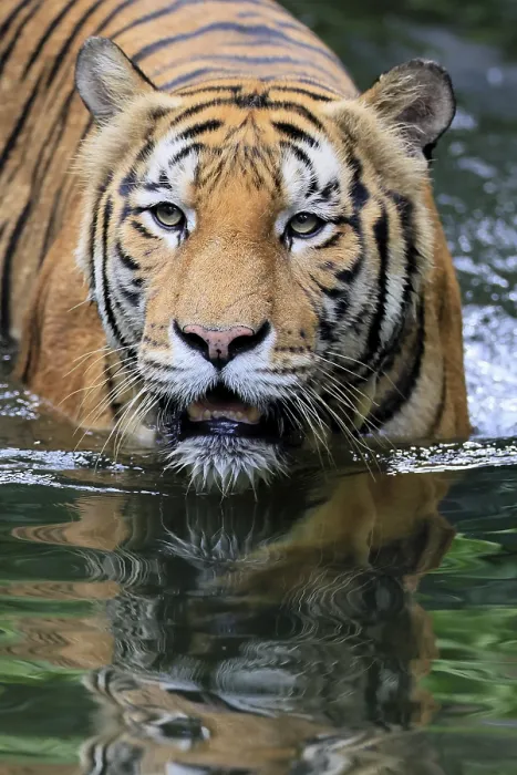Framed Print : Malaysia tiger (Panthera tigris jacksoni) Framed Print : Malaysia tiger (Panthera tigris jacksoni)
