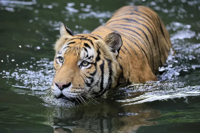 Framed Print : Malaysia tiger (Panthera tigris jacksoni)