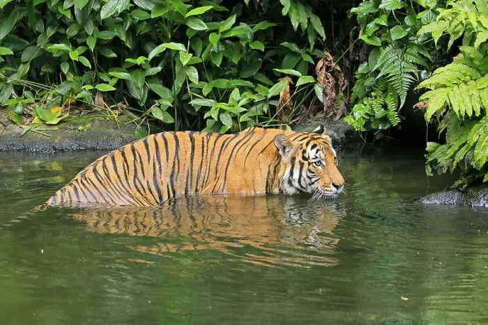 Framed Print : Malaysia tiger (Panthera tigris jacksoni)
