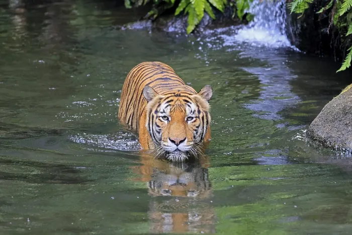 Framed Print : Malaysia tiger (Panthera tigris jacksoni) Framed Print : Malaysia tiger (Panthera tigris jacksoni)