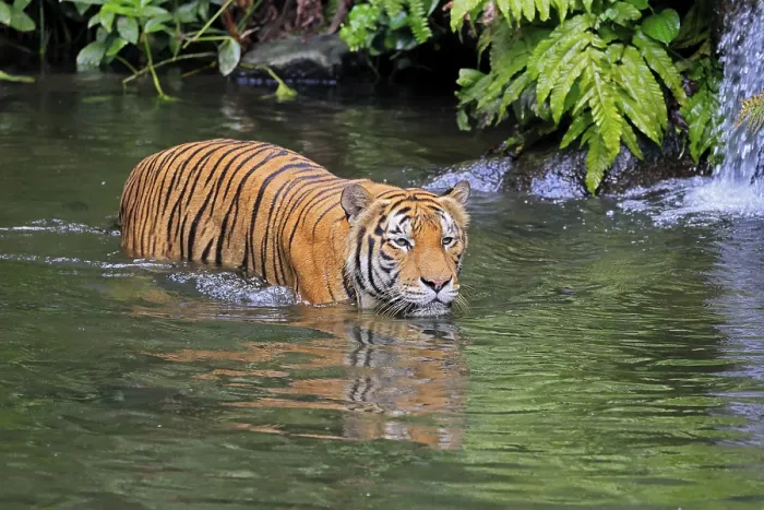 Framed Print : Malaysia tiger (Panthera tigris jacksoni) Framed Print : Malaysia tiger (Panthera tigris jacksoni)