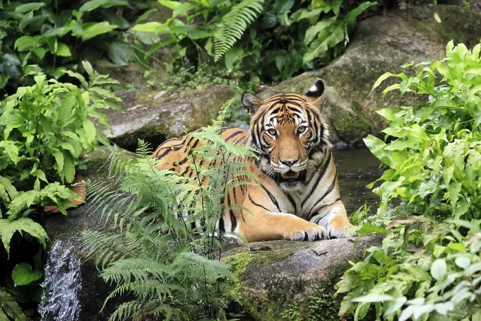Framed Print : Malaysia tiger (Panthera tigris jacksoni)