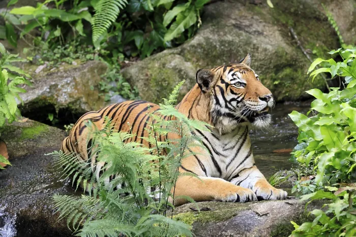 Framed Print : Malaysia tiger (Panthera tigris jacksoni) Framed Print : Malaysia tiger (Panthera tigris jacksoni)