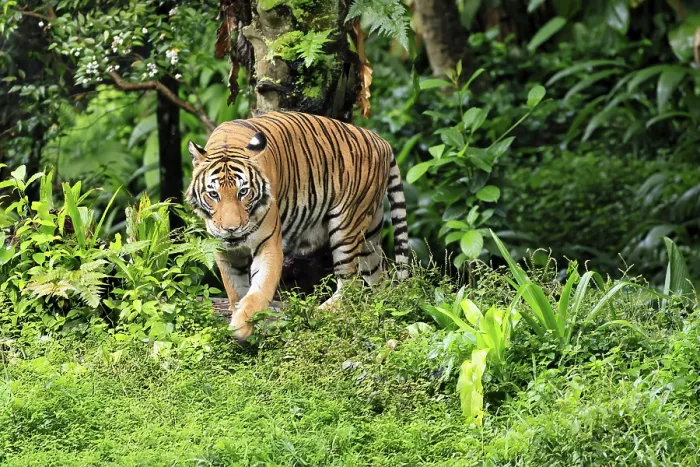 Framed Print : Malaysia tiger (Panthera tigris jacksoni)