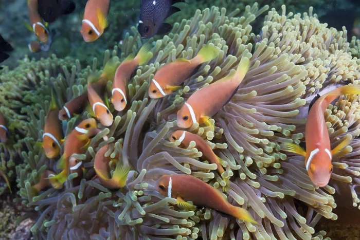 Framed Print : Maldives anemonefish in magnificent anemones