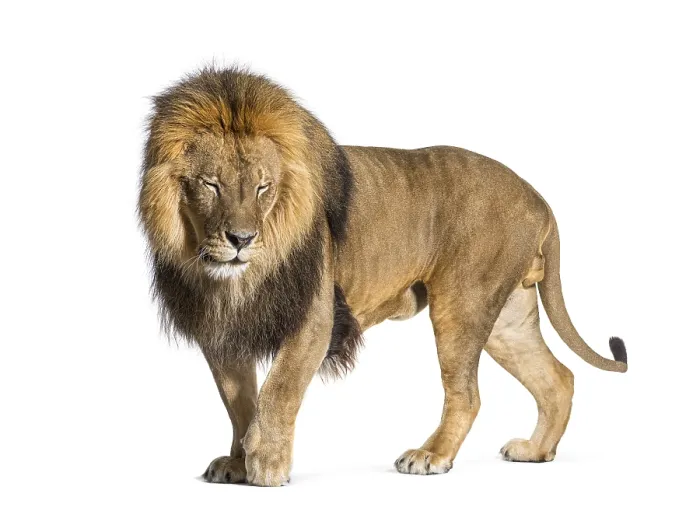 Framed Print : Male adult lion eyes closed, Panthera leo