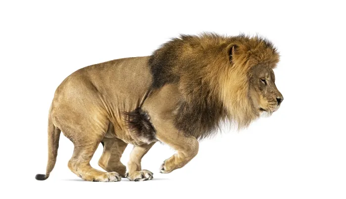 Framed Print : Male adult lion, Panthera leo, leaping