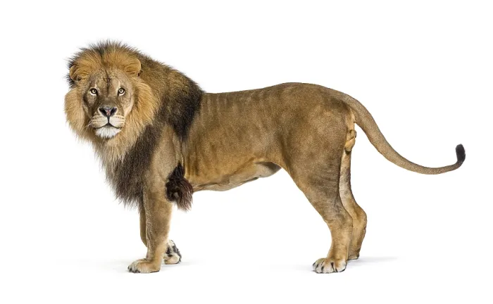 Framed Print : Male adult lion posing and looking away