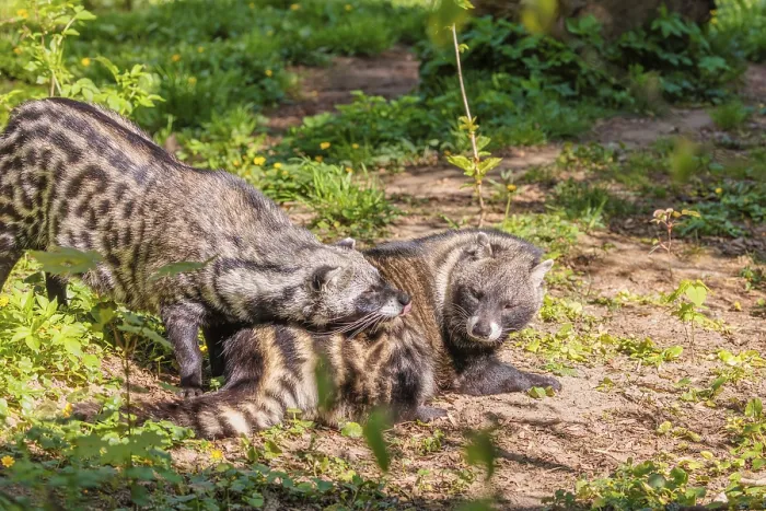 Framed Print : A male African civet (Civettictis civetta)