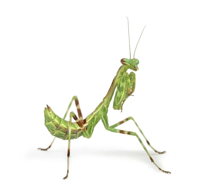 Framed Print : Male African Pinstripe Mantis - Miomantis binotata Framed Print : Male African Pinstripe Mantis - Miomantis binotata