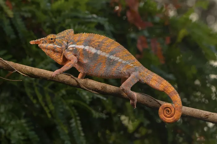 Framed Print : Male Angels chameleon (Furcifer angeli)