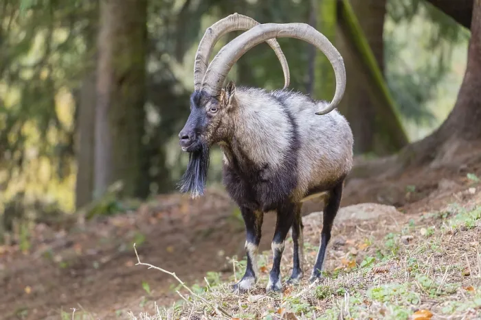 Framed Print : One male bezoar ibex (Capra aegagrus aegagrus) stands at a forest edge on hilly ground Framed Print : One male bezoar ibex (Capra aegagrus aegagrus) stands at a forest edge on hilly ground