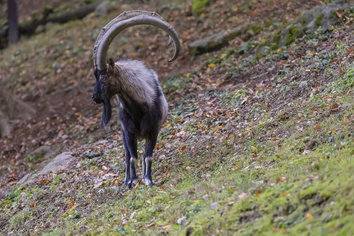Framed Print : One male bezoar ibex (Capra aegagrus aegagrus) stands at a forest edge on hilly ground