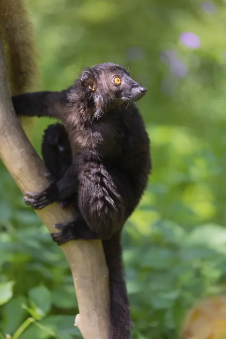 Framed Print : One male black lemur (Eulemur macaco) sitting on a tree
