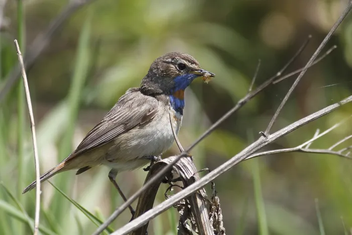 Framed Print : Male bluethroat (Luscinia svecica) with the caught caterpillar