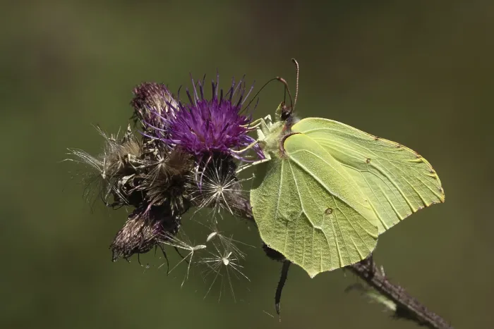 Framed Print : Male brimstone (Gonepteryx rhamni) in Schwarze Berge Framed Print : Male brimstone (Gonepteryx rhamni) in Schwarze Berge