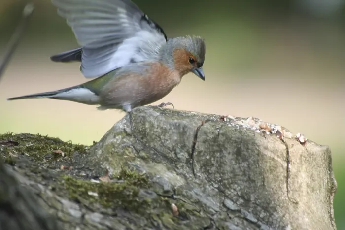 Framed Print : Male chaffinch landing on a tree stump