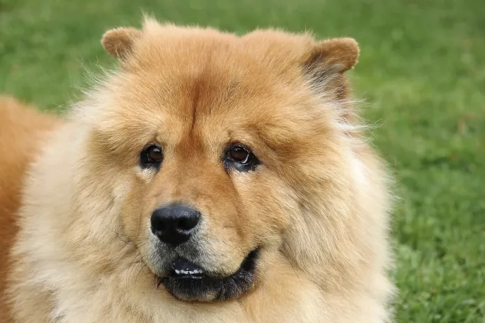 Framed Print : Male Chow Chow dog