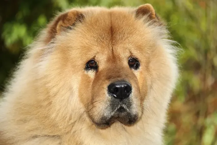 Framed Print : Male Chow-Chow, portrait Framed Print : Male Chow-Chow, portrait