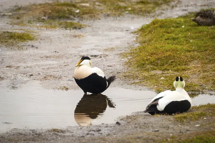 Framed Print : Two male common eider birds by the pond in Svalbard
