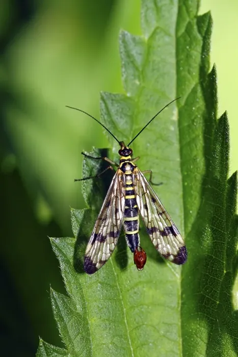 Framed Print : Male Common Scorpionfly (Panorpa communis) on leaf of a stinging-nettle