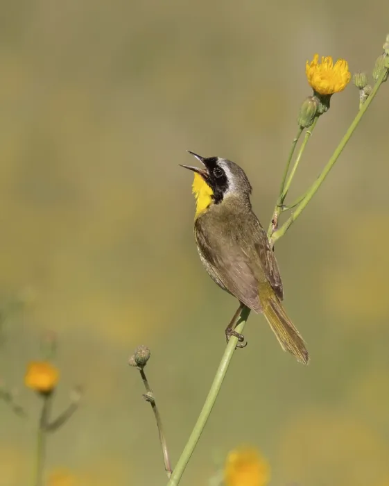 Framed Print : A male Common Yellowthroat, Geothlypis trichas