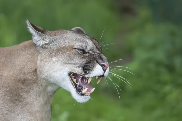 Framed Print : One male cougar, Puma concolor