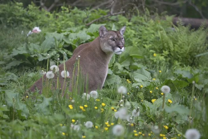 Framed Print : One male cougar, Puma concolor