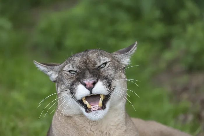 Framed Print : One male cougar, Puma concolor