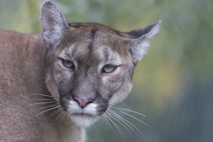 Framed Print : One male cougar, Puma concolor, frontal portrait